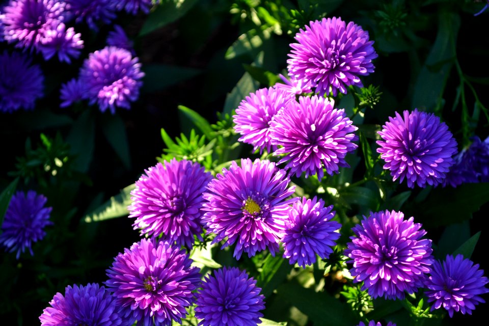 South korea, Garden, Flower