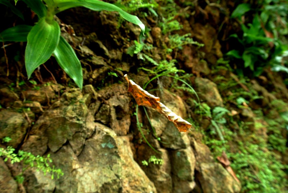 Philippines, Nature, Tree