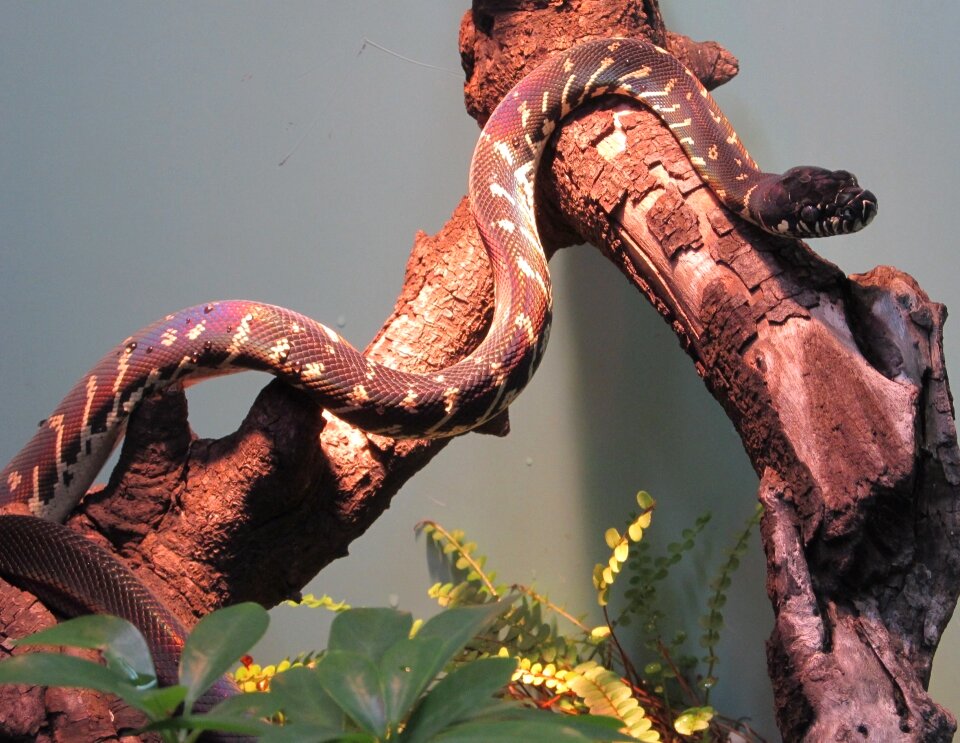 Nature enclosure zoo