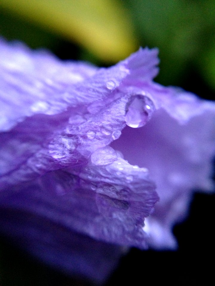Petal, Rain, Delicate