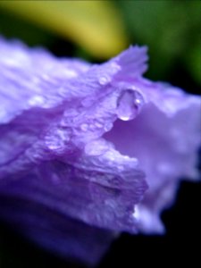 Petal, Rain, Delicate