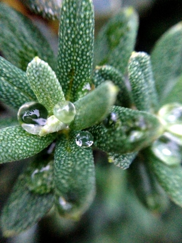 Leaf, Plant, Garden