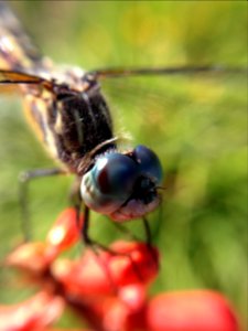 Garden, Insect, Detail
