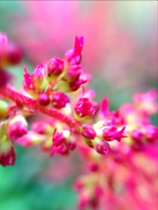 Nature, Tiny, Bloom
