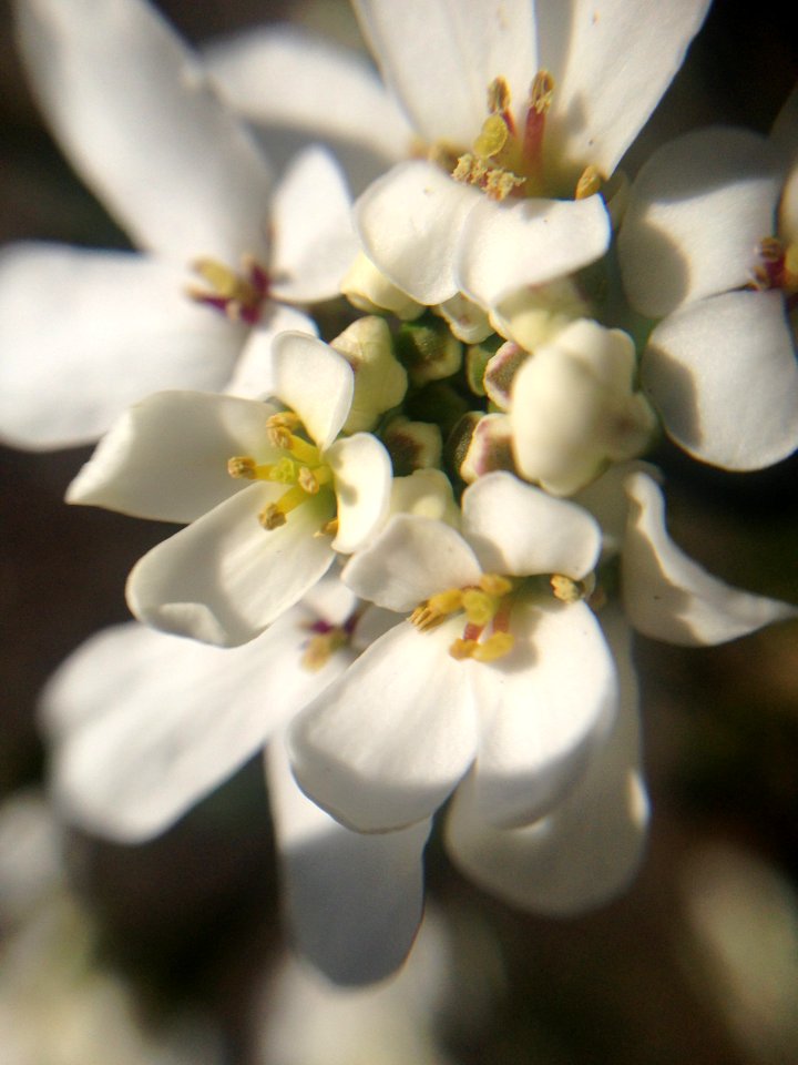 Blossom, Clean, Detail