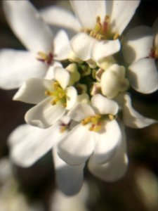 Blossom, Clean, Detail