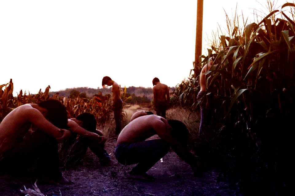 Farm, Cornfield, Multiplicity