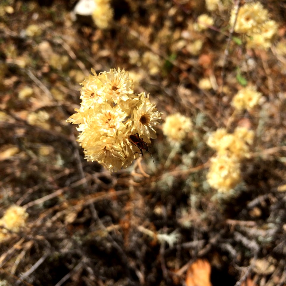 Spain, Pozo de guadalajara, Dried flower