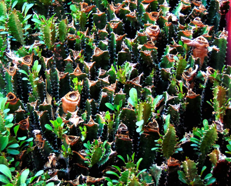 Celaya, Mexico, Cactus