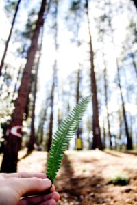 Leaf, Forest, Trees