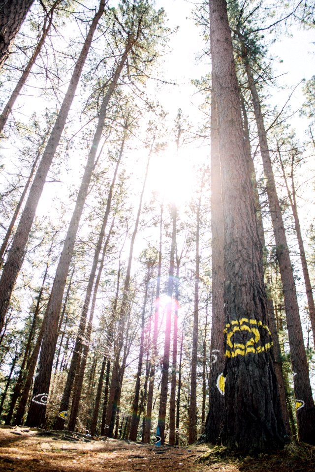 Eye, Forest, Trees