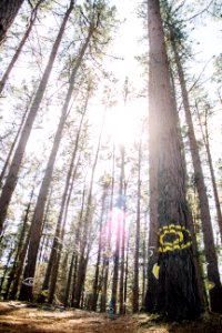 Eye, Forest, Trees