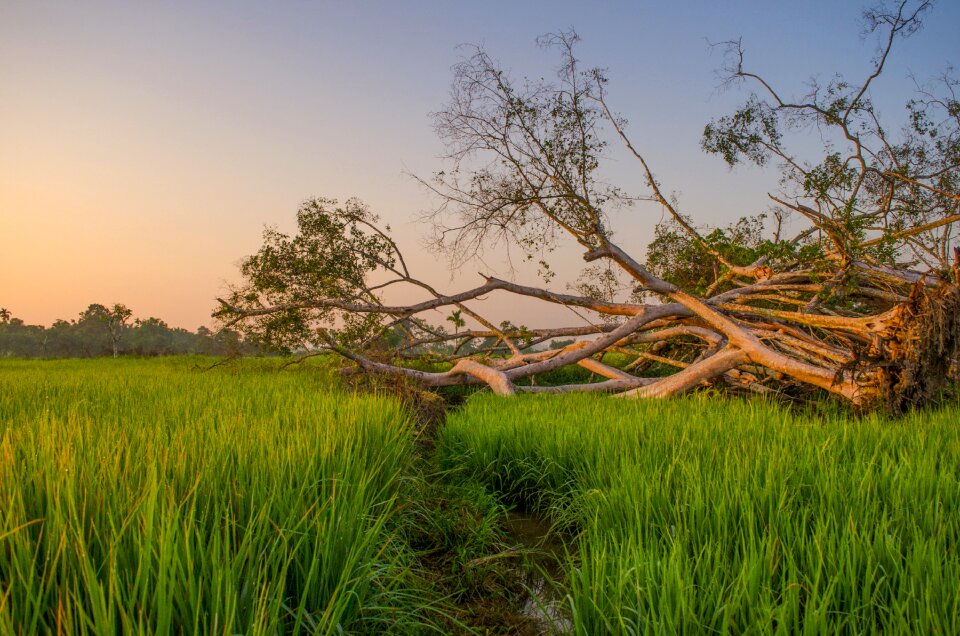 Rural indonesian leaf