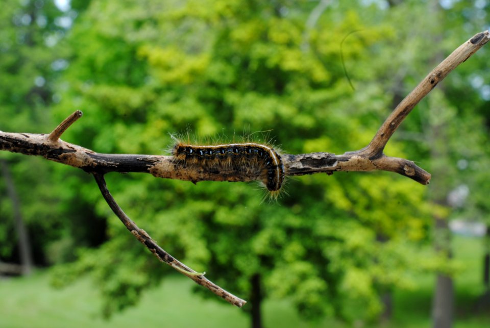 Tree, Branch, Green