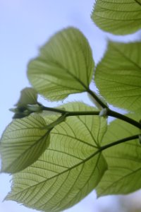 Indianapolis, United states, Plant photo