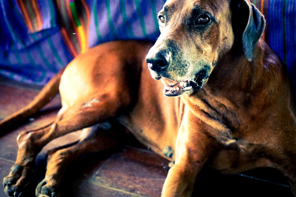 Puerto viejo de talamanca, Costa rica, Dog