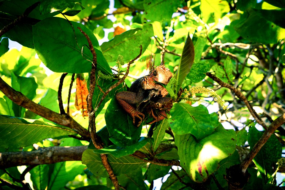 Costa rica, Leguan, Costarica