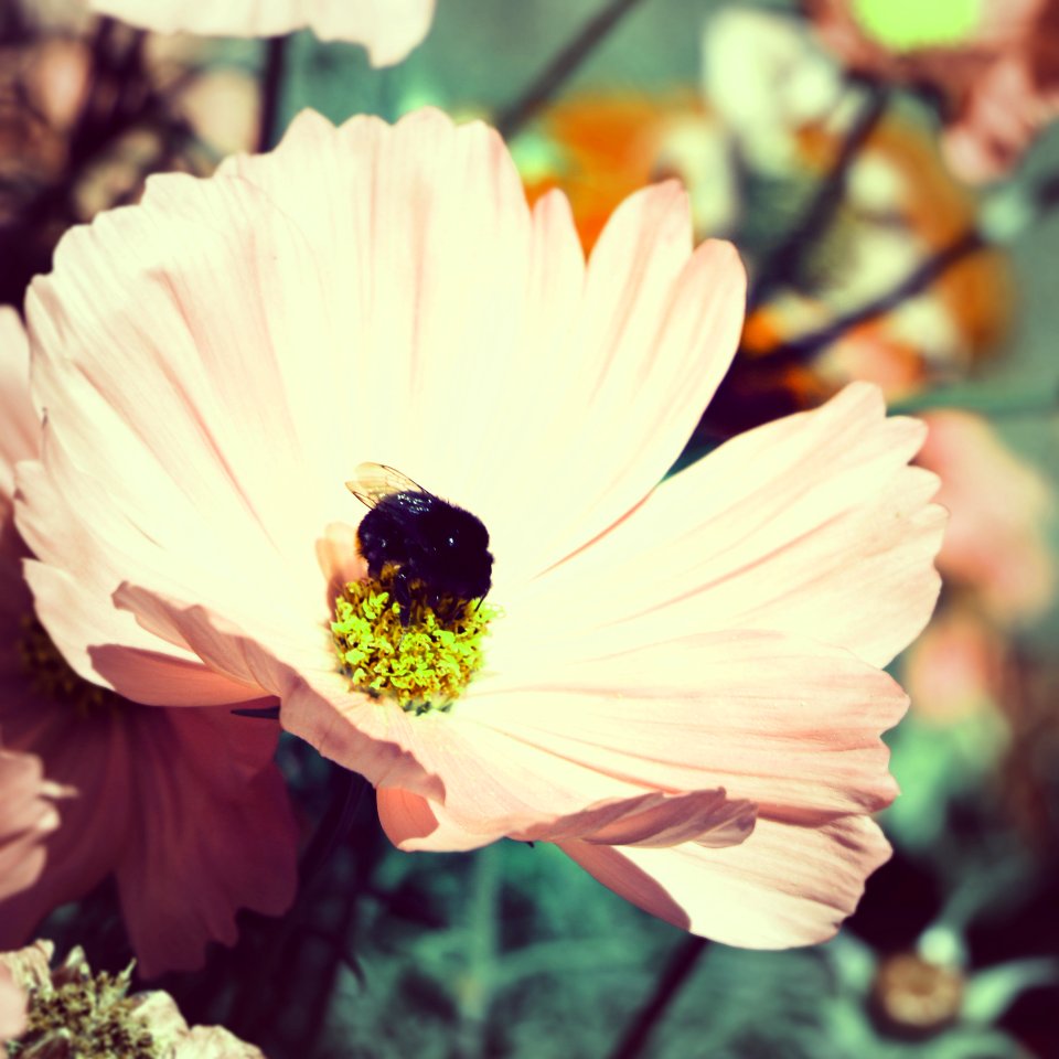 Insect, Nature, Bee