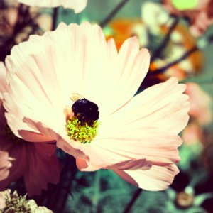 Insect, Nature, Bee