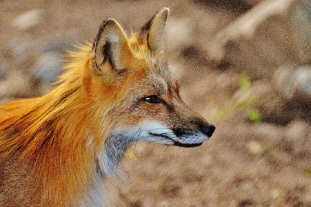 Animal world forest animal nature