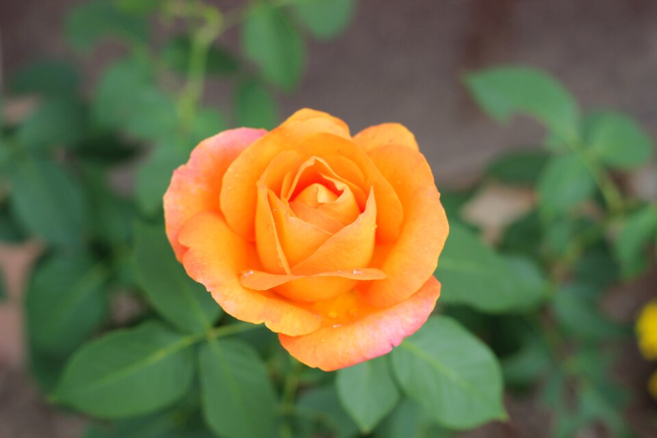 Plant romantic love symbol