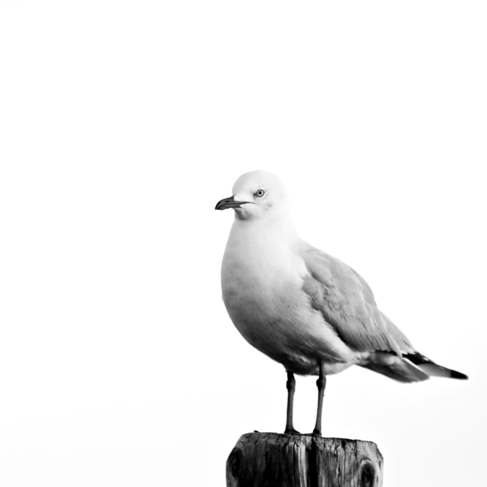 Black  white, Nature, Seagull
