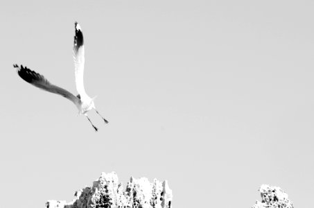 Bird, Black white, Minimal photo