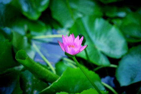 Lotus photo