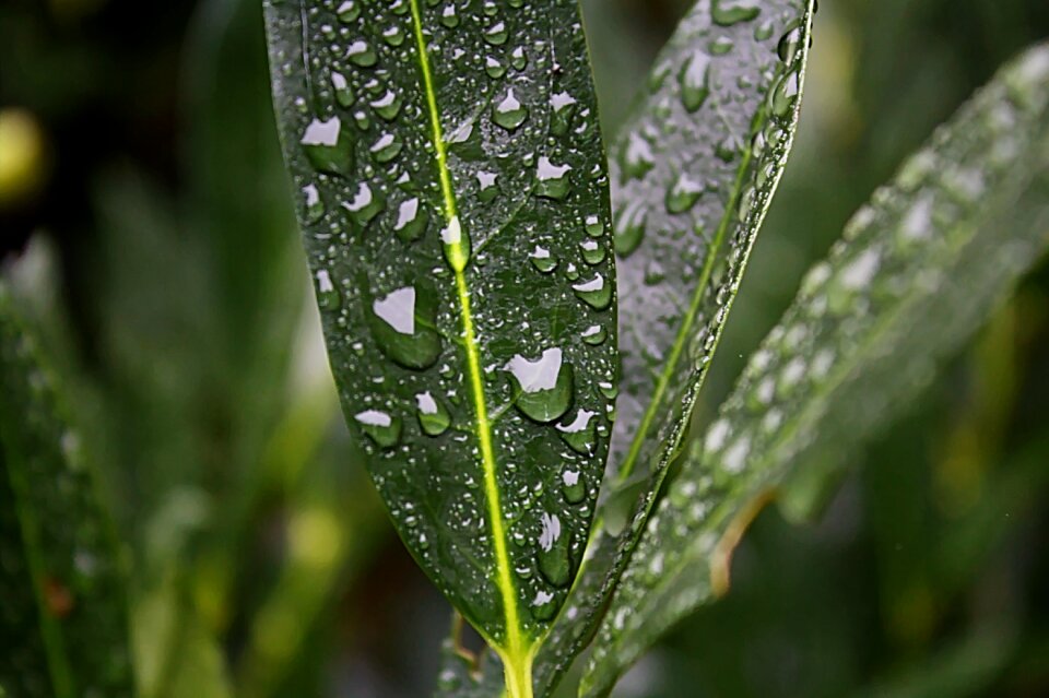 Natural plant nature