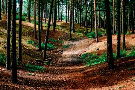 Liverpool, Forest