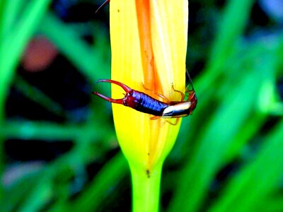 Centipede rapelho insect photo