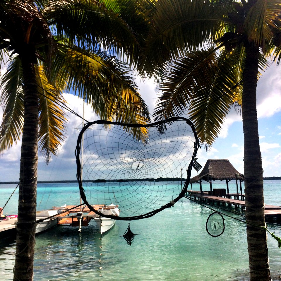Mexico, Bacalar, Palm trees