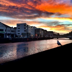 Cork city, Ireland, Bird