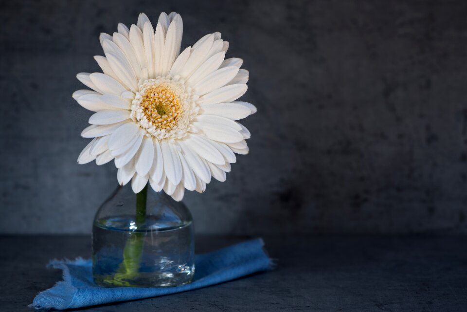 Bloom petals white