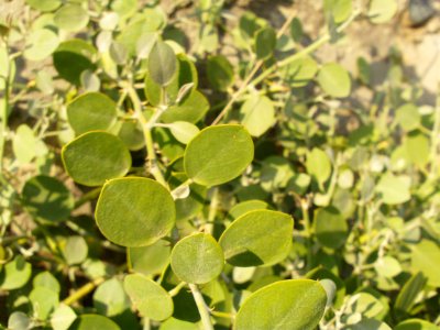 Saudi arabia, Thorn leaves, Thorn