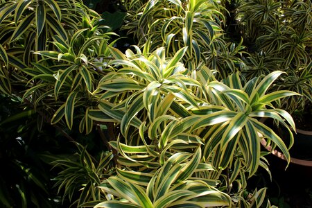 Green plant forest photo