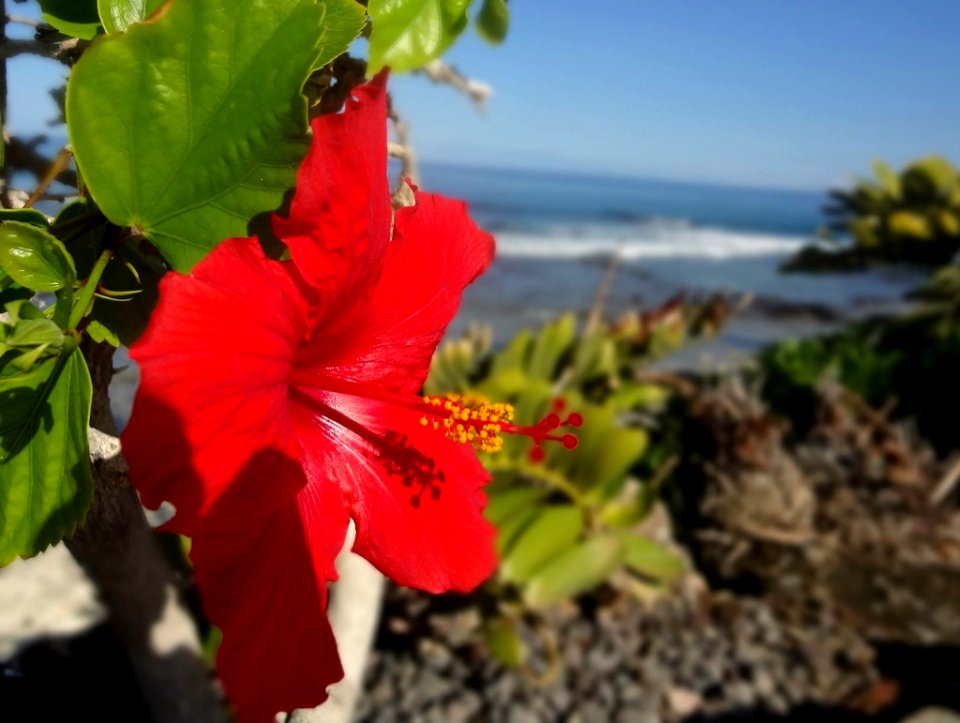 Isl,  of hawai i, United states