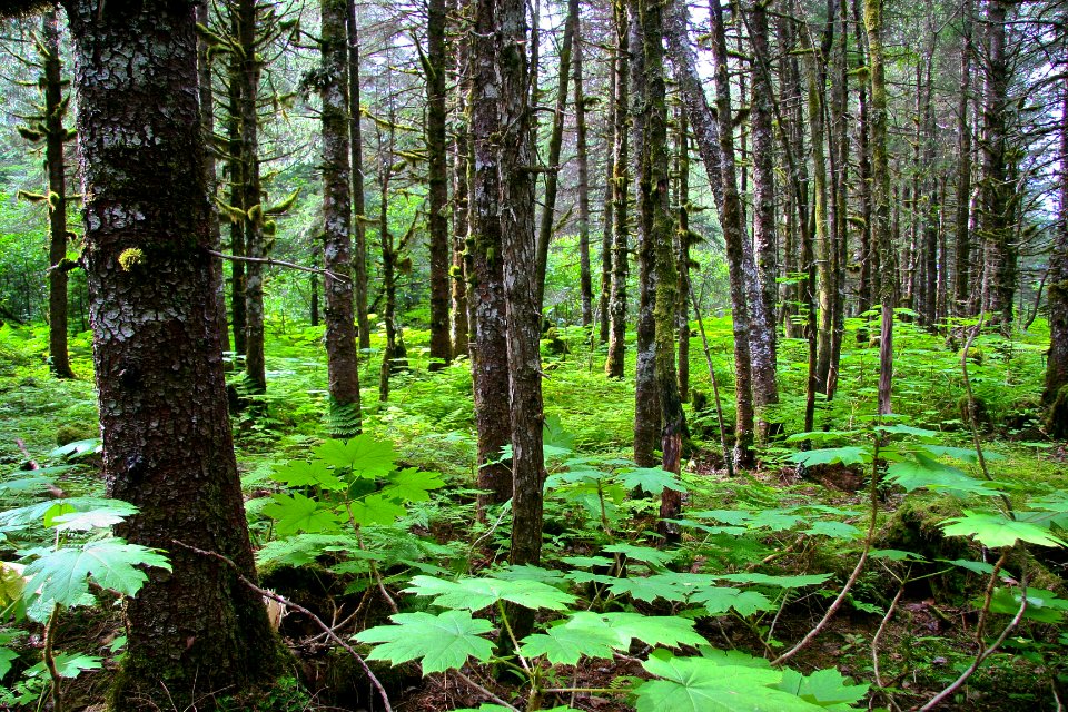 Alaska, United states, Leaves