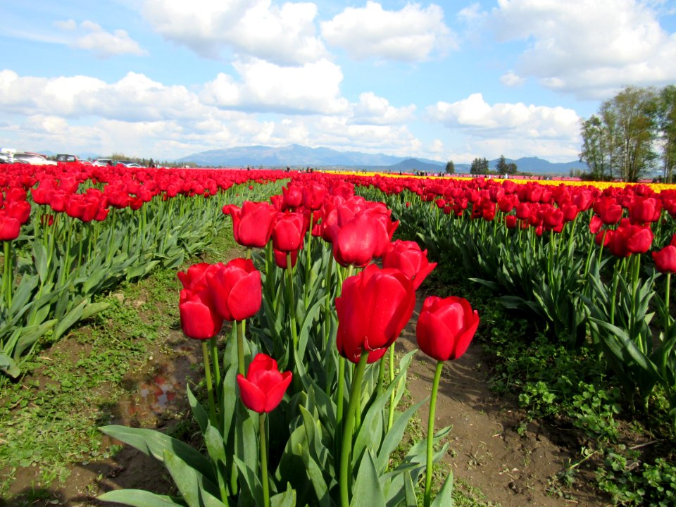 Skagit valley, United states, Red flower