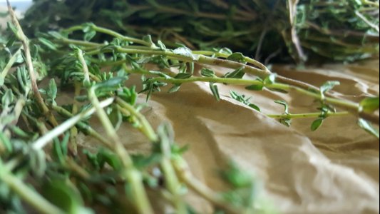 Reading, United kingdom, Freshly cut