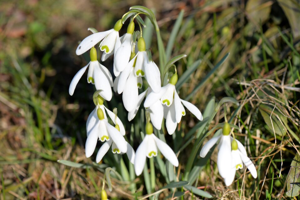 White spring flower close up