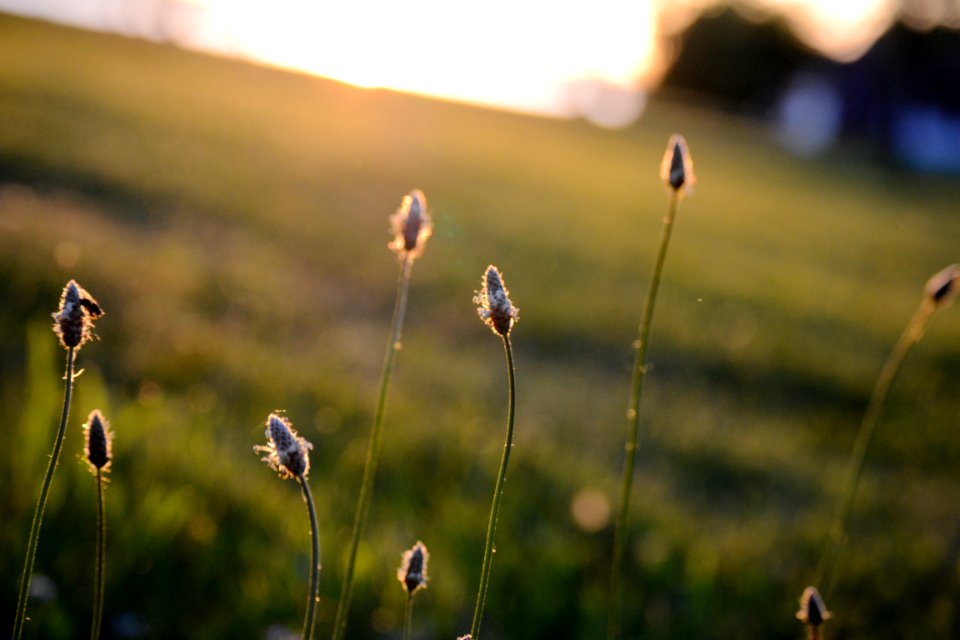 Golden, Golden hour, Sunset
