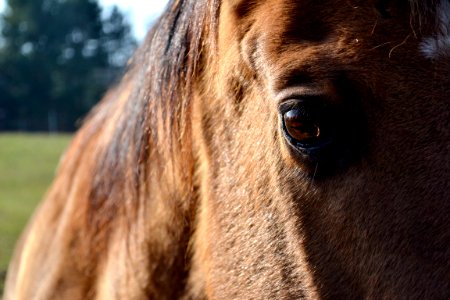 Closeup, Horse