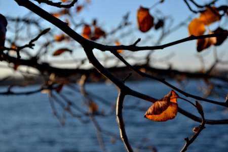 Leaves, Lake, Fall