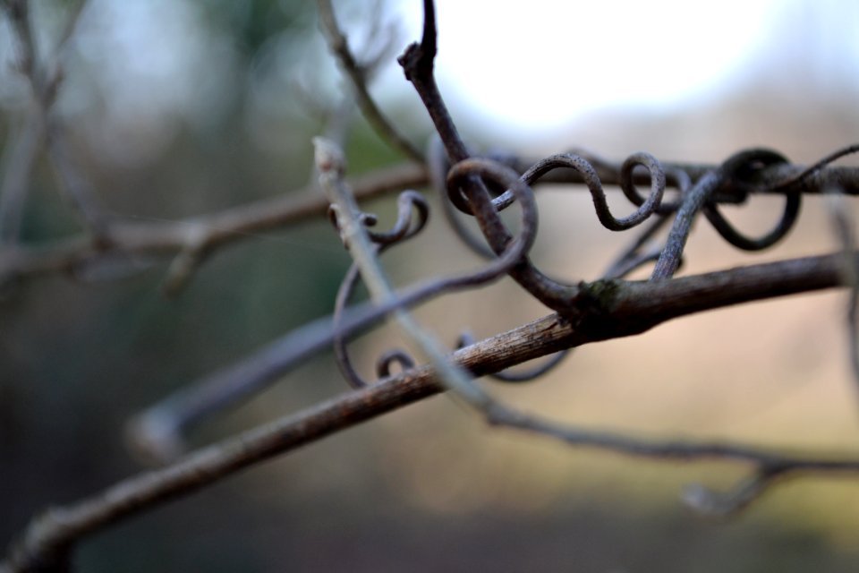 Field, Branches
