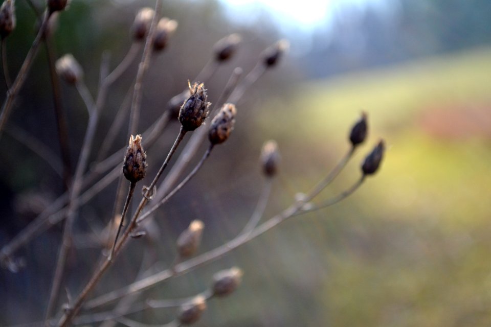 Wildflower, Wild, Field
