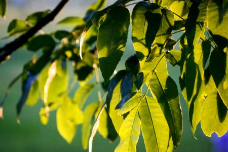 Sunshine, Leaves, Tree