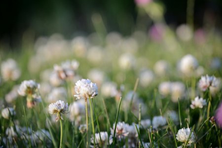 Dusk, Grass, Wildflower