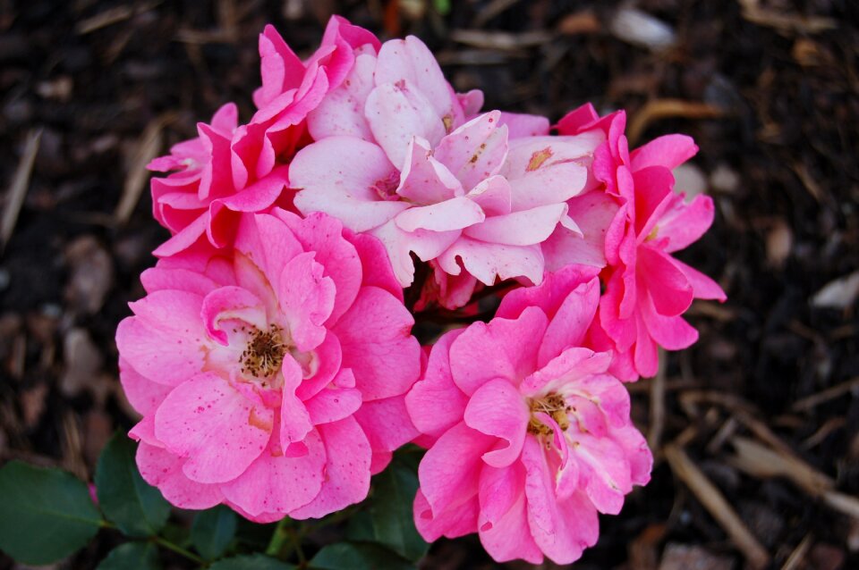 Flowers pink rose flower