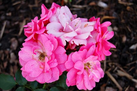 Flowers pink rose flower photo